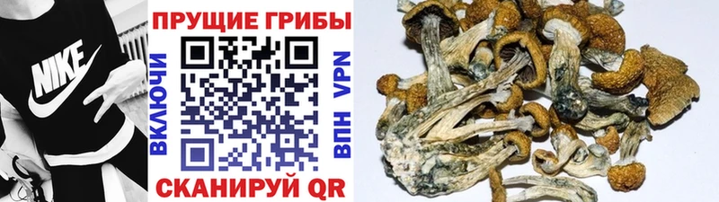 Галлюциногенные грибы Cubensis  Кунгур 