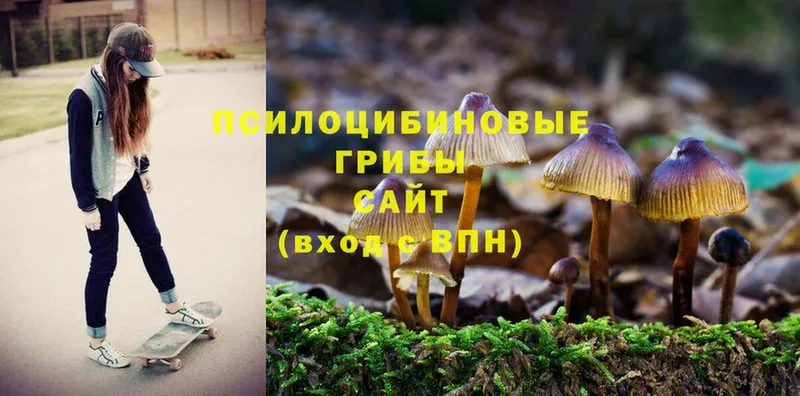 Галлюциногенные грибы Psilocybe Кунгур